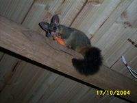 The possum, after it lost its home, being compensated with a few carrot pieces